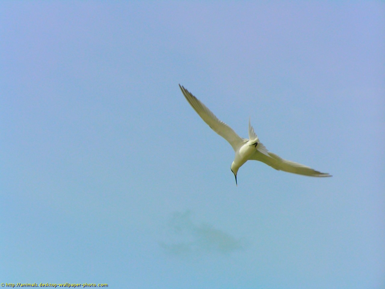 Seabird - HD Wallpaper 