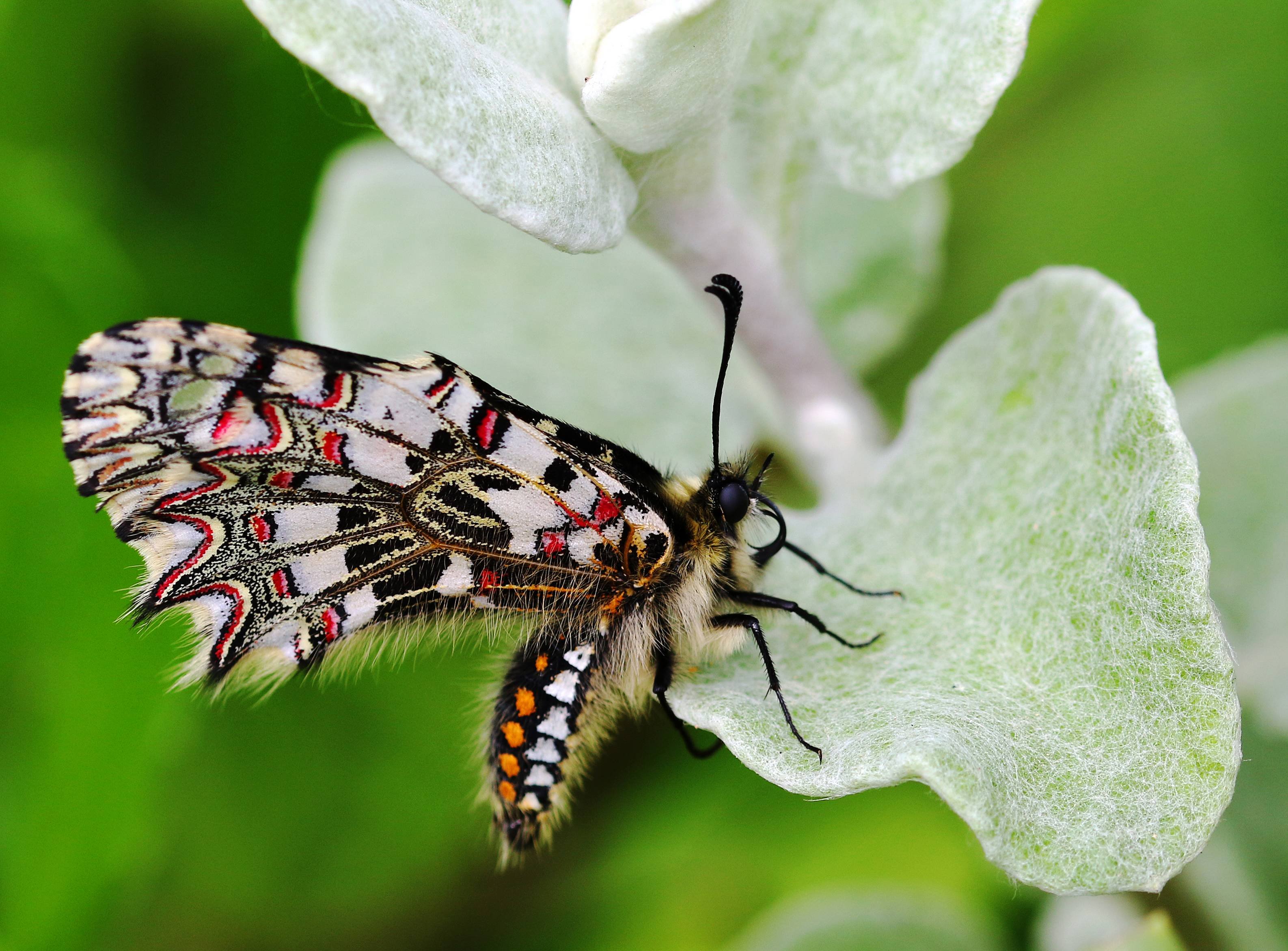 Net-winged Insects - HD Wallpaper 