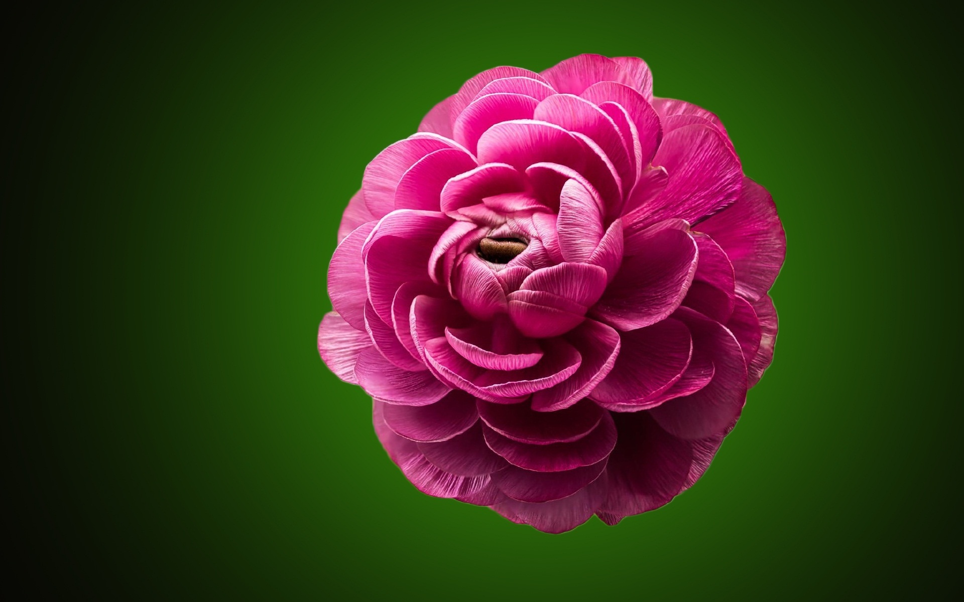 Purple Beautiful Flower Hd Wallpaper Beautiful Hd Wallpaper - Wallpaper - HD Wallpaper 