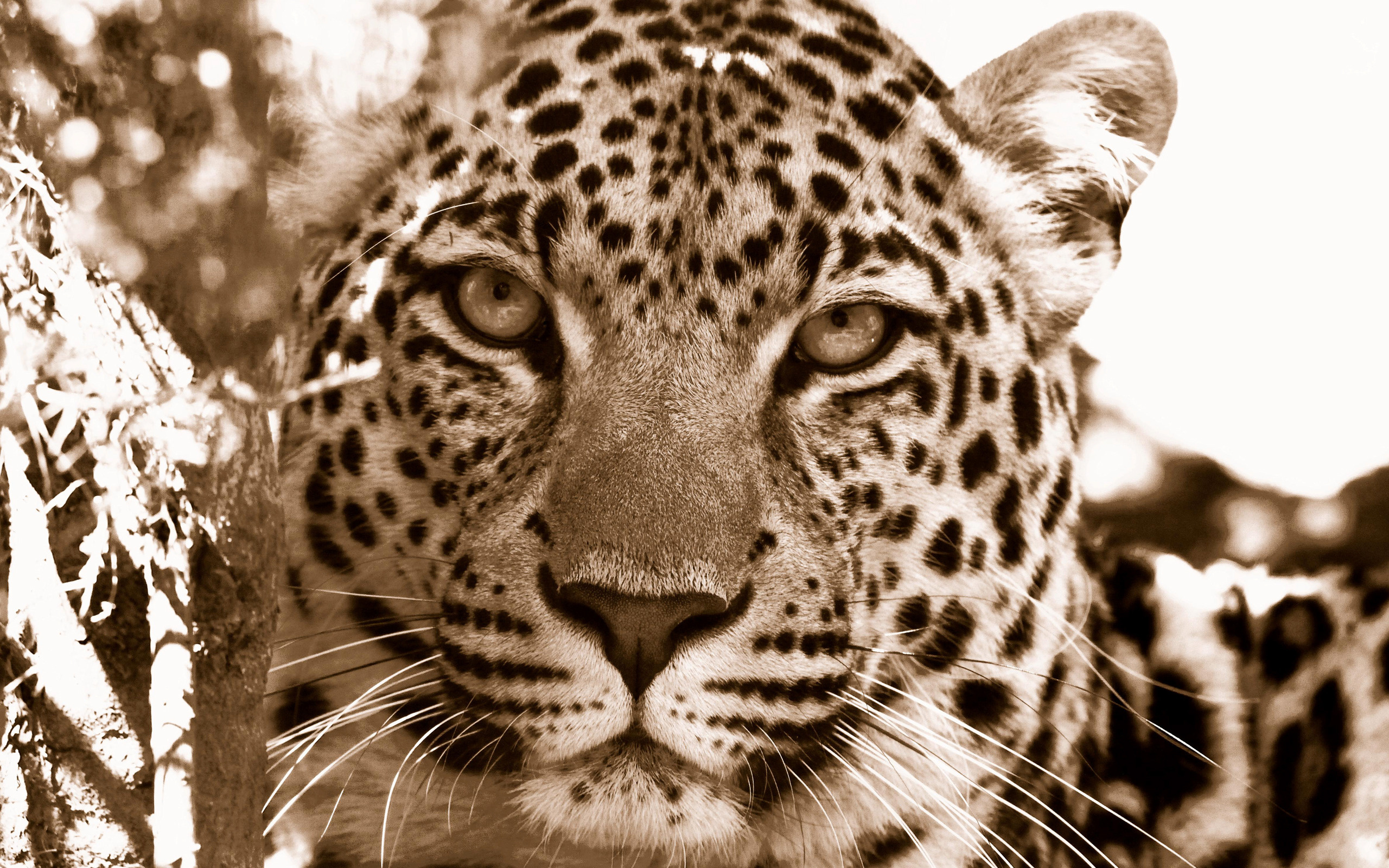 Wild Animals Really Good 1683643 Wallpaper Wallpaper - Leopard Background - HD Wallpaper 
