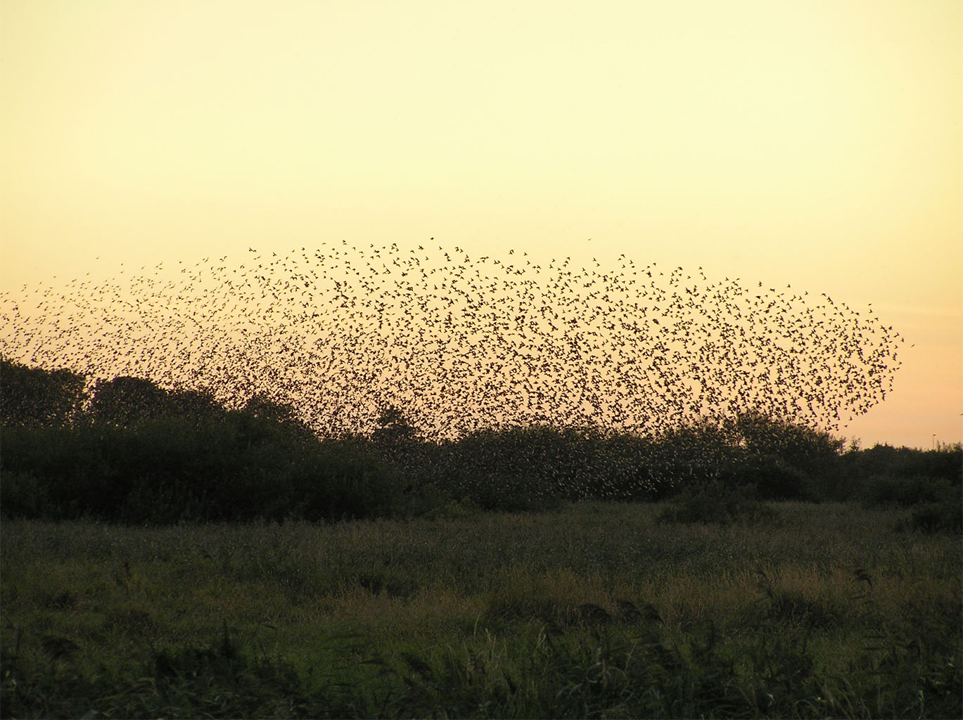 Flock - HD Wallpaper 