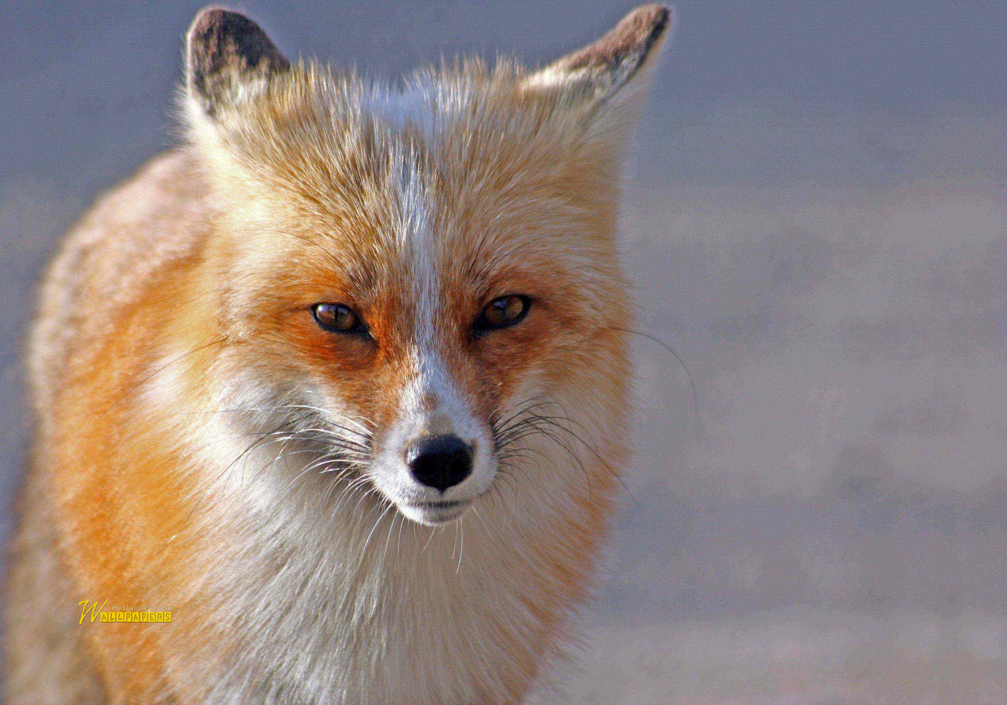 Red Fox - HD Wallpaper 
