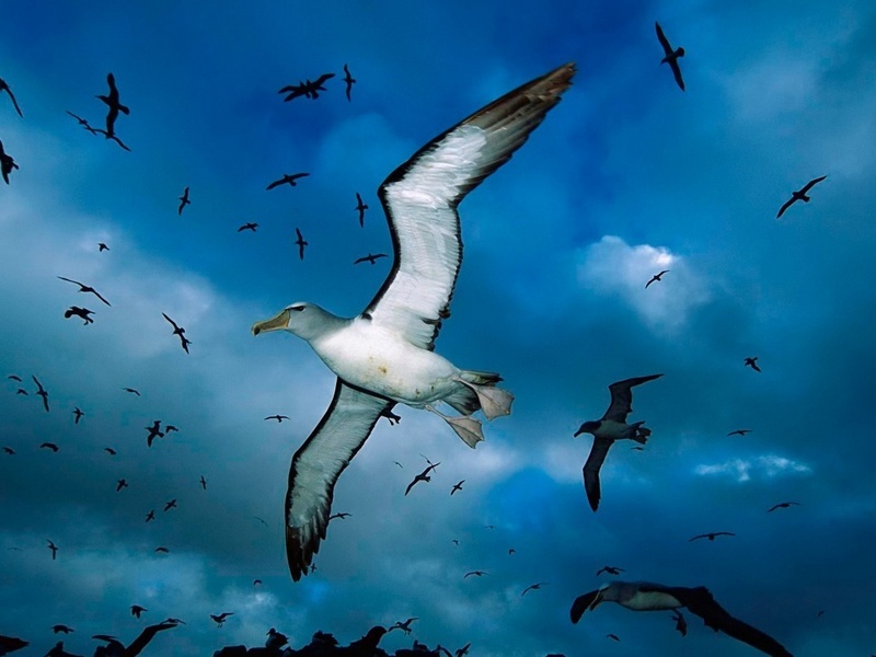 Flying Birds Wonderful Images Download - HD Wallpaper 