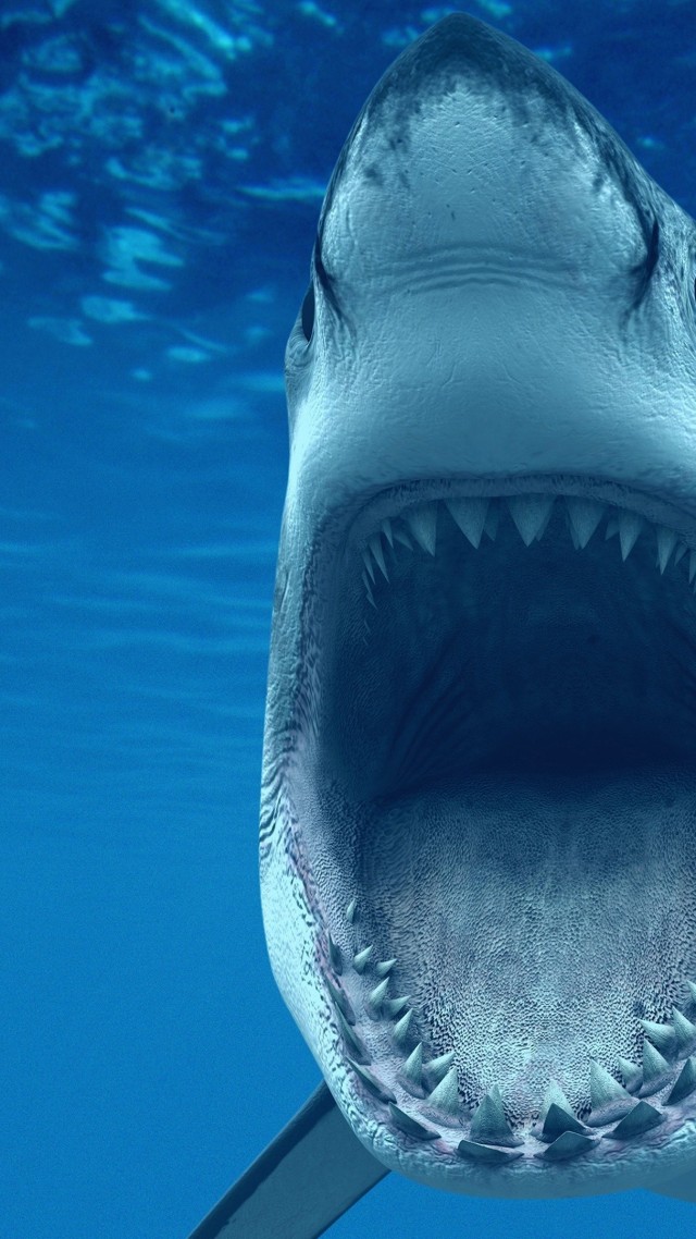 White Shark, 4k, Hd Wallpaper, Caribbean, Aruba, Tourism, - Scary Shark Close Up - HD Wallpaper 