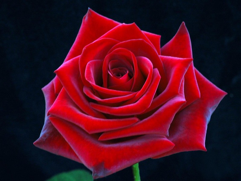 A Really Pretty Red Rose - Natural Forms Rose - HD Wallpaper 