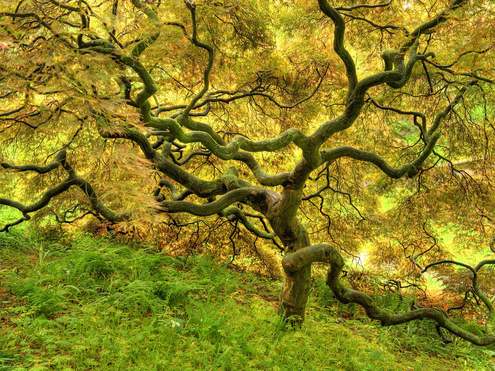Beautiful Tree, Vkk - HD Wallpaper 