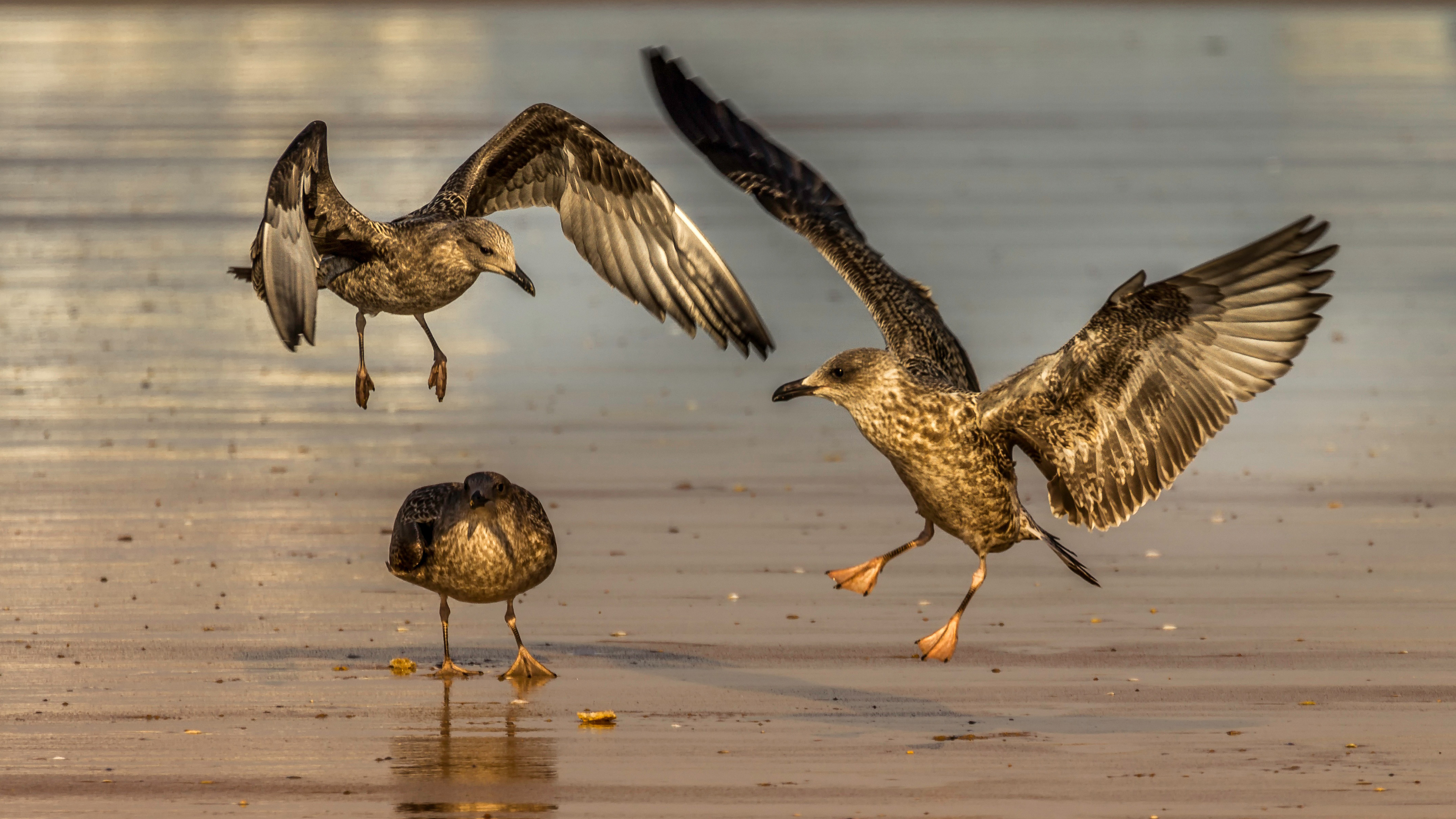 European Herring Gull - HD Wallpaper 
