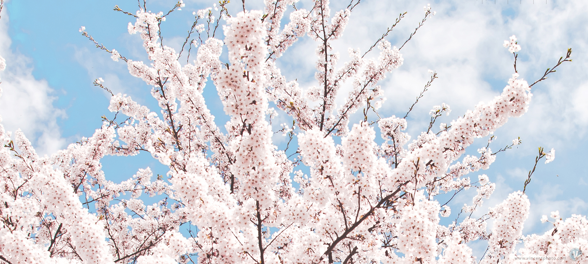 Free April 2012 Calendar - Cherry Blossom - HD Wallpaper 