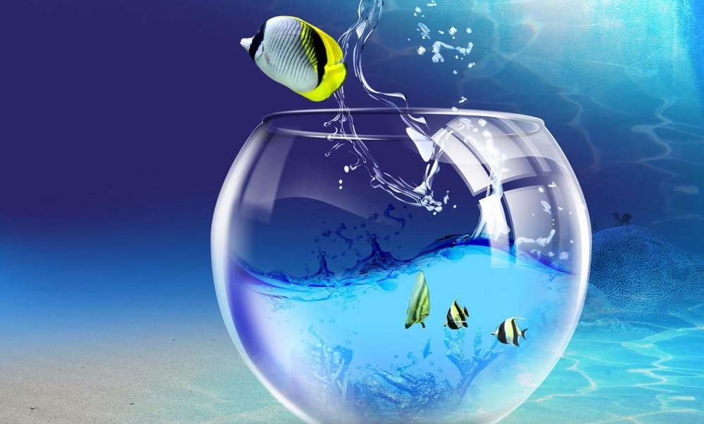 Fish In The Aquarium - Top 10 Hd Wallpaper Downloaded - HD Wallpaper 