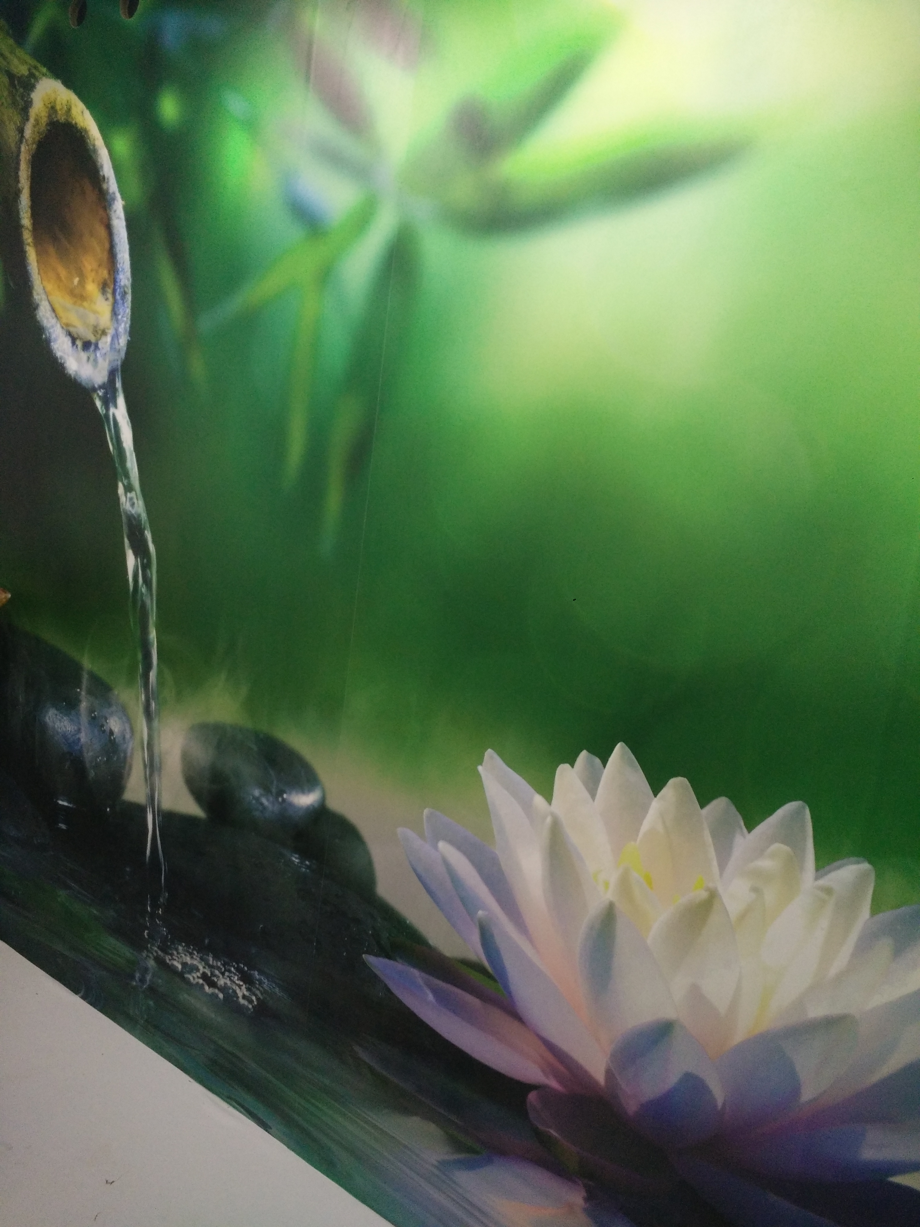 Water Lily - HD Wallpaper 