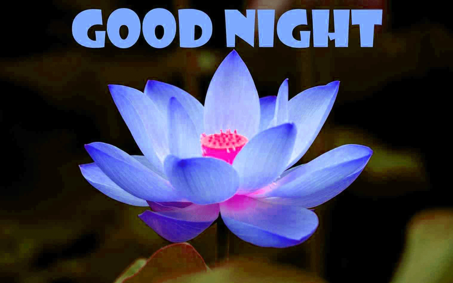 High Resolution Lotus Hd - HD Wallpaper 