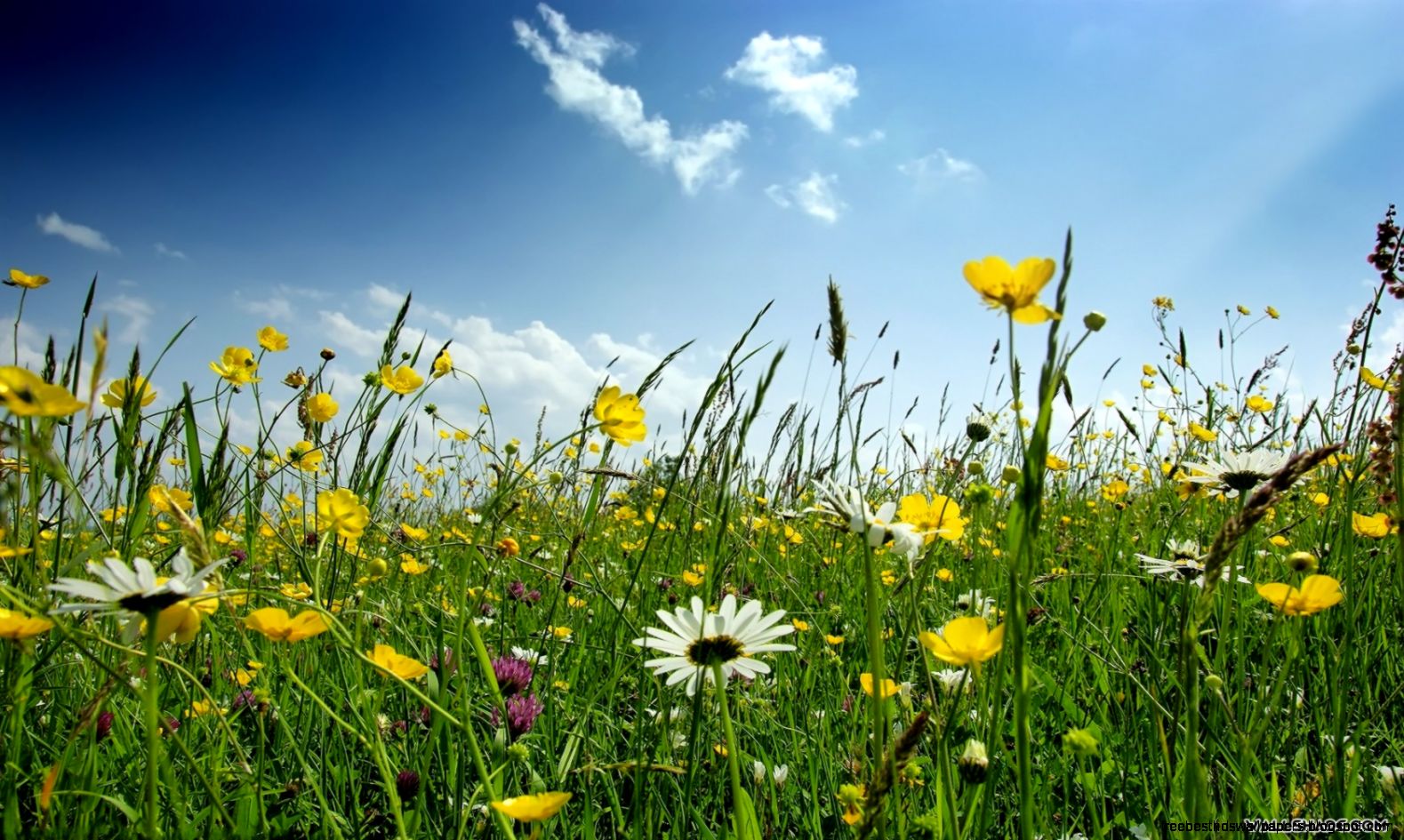 Free Spring Flowers Desktop Wallpaper - Spring Flower Field - HD Wallpaper 