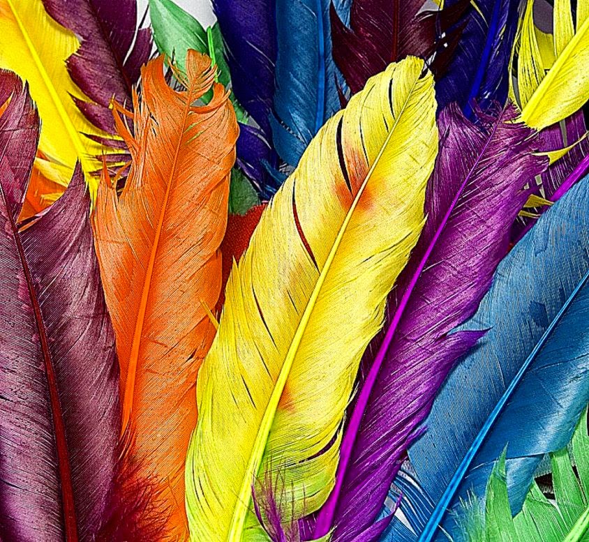 Hd Wallpapers For Android Phones Hd Wallpapers Inn - Colorful Feathers - HD Wallpaper 