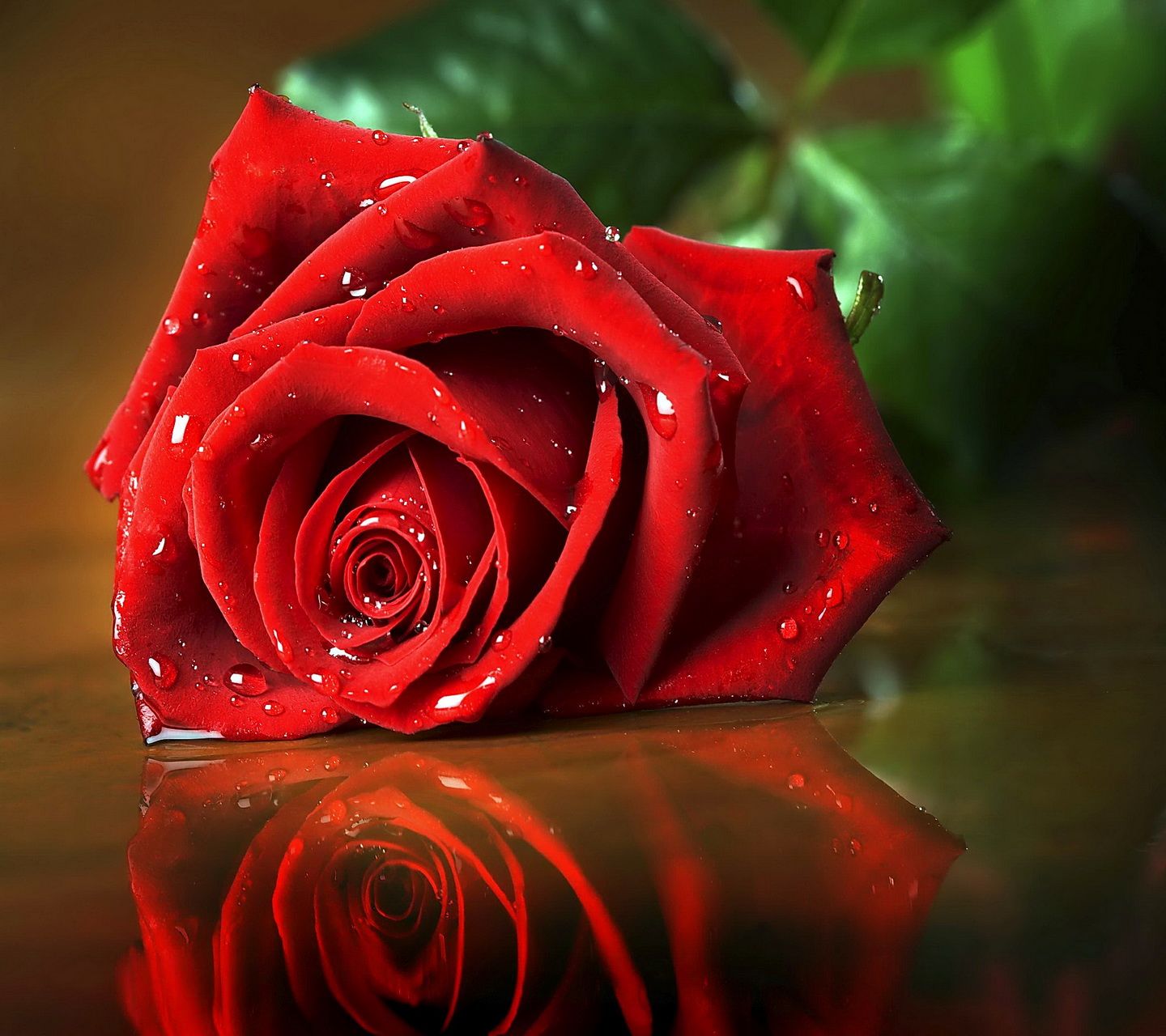 Mobile Wallpapers In Hd For Free Download - Red Rose Wallpaper Hd Download - HD Wallpaper 
