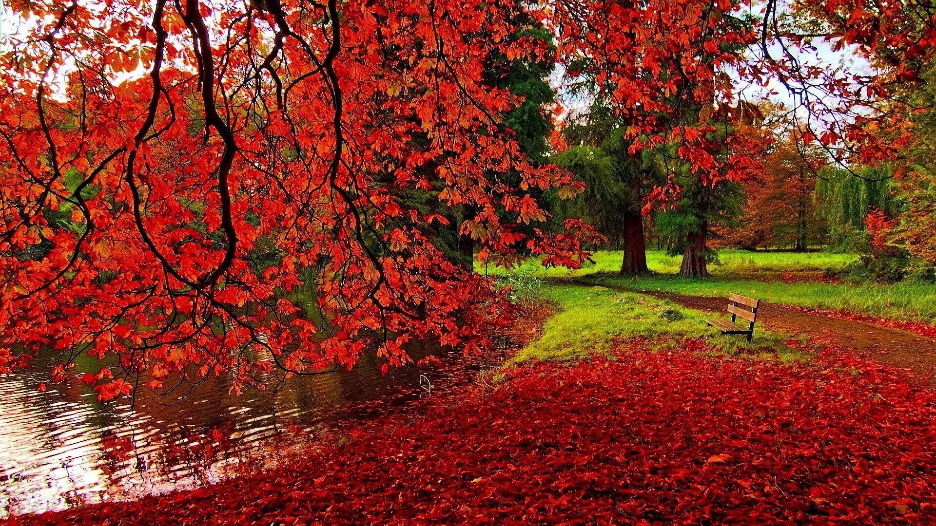 Red Leaves In Autumn - HD Wallpaper 