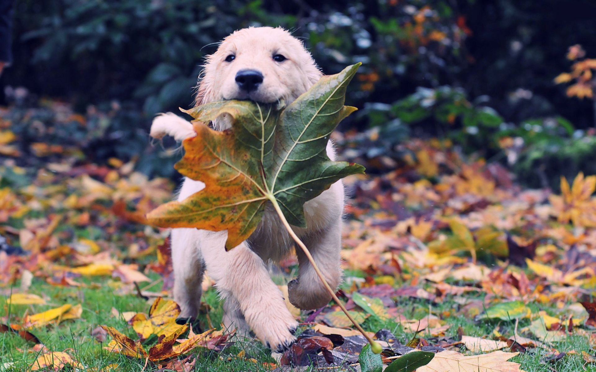 Cute, Labrador, Dog, Widescreen, High, Resolution, - Animal Fall Backgrounds - HD Wallpaper 