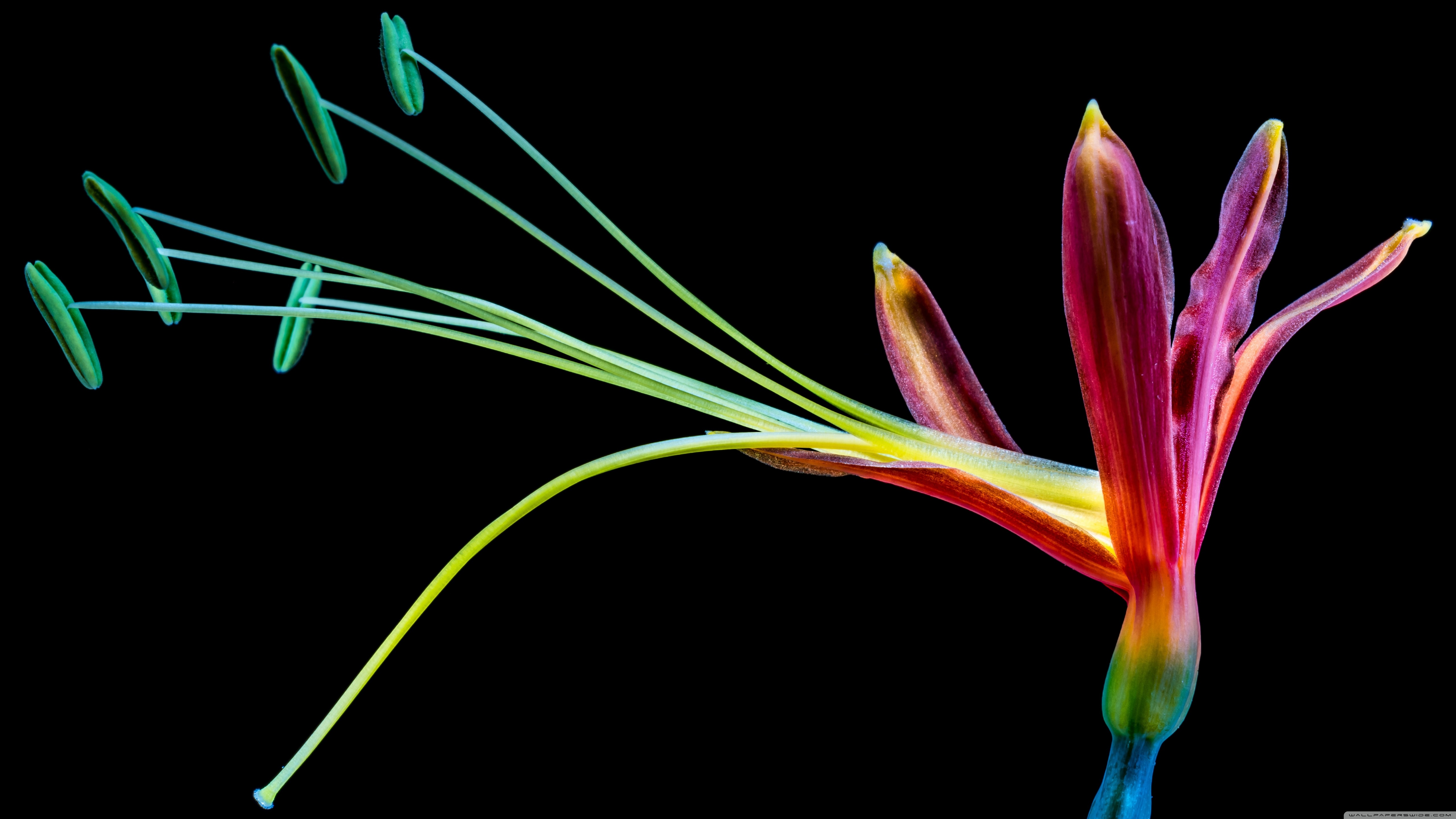 Really Pretty Wallpapers - HD Wallpaper 