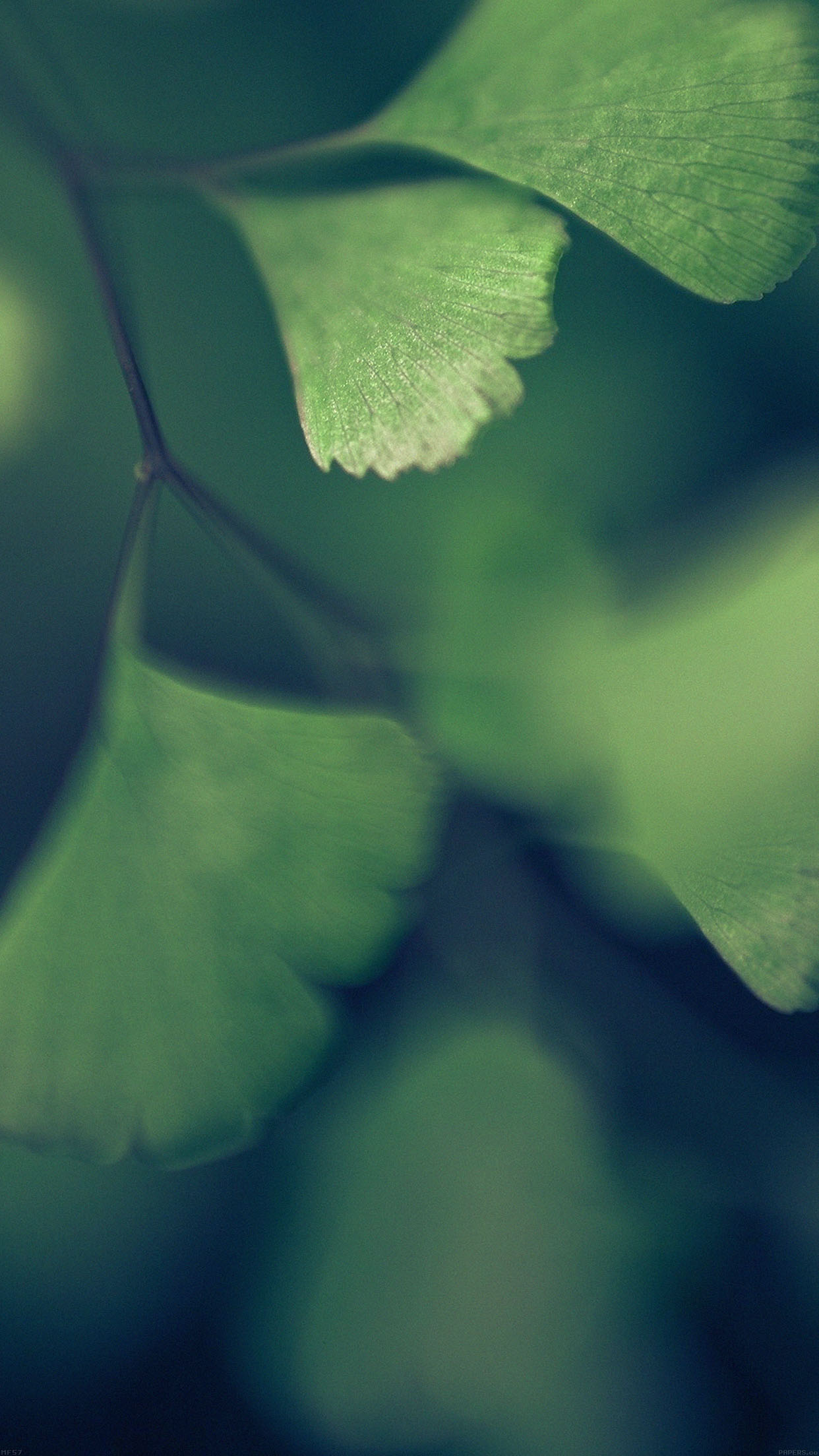 Good Luck Blue Clovers Leaf Nature Android Wallpaper - Good Luck Wallpapers  For Android - 1242x2208 Wallpaper 