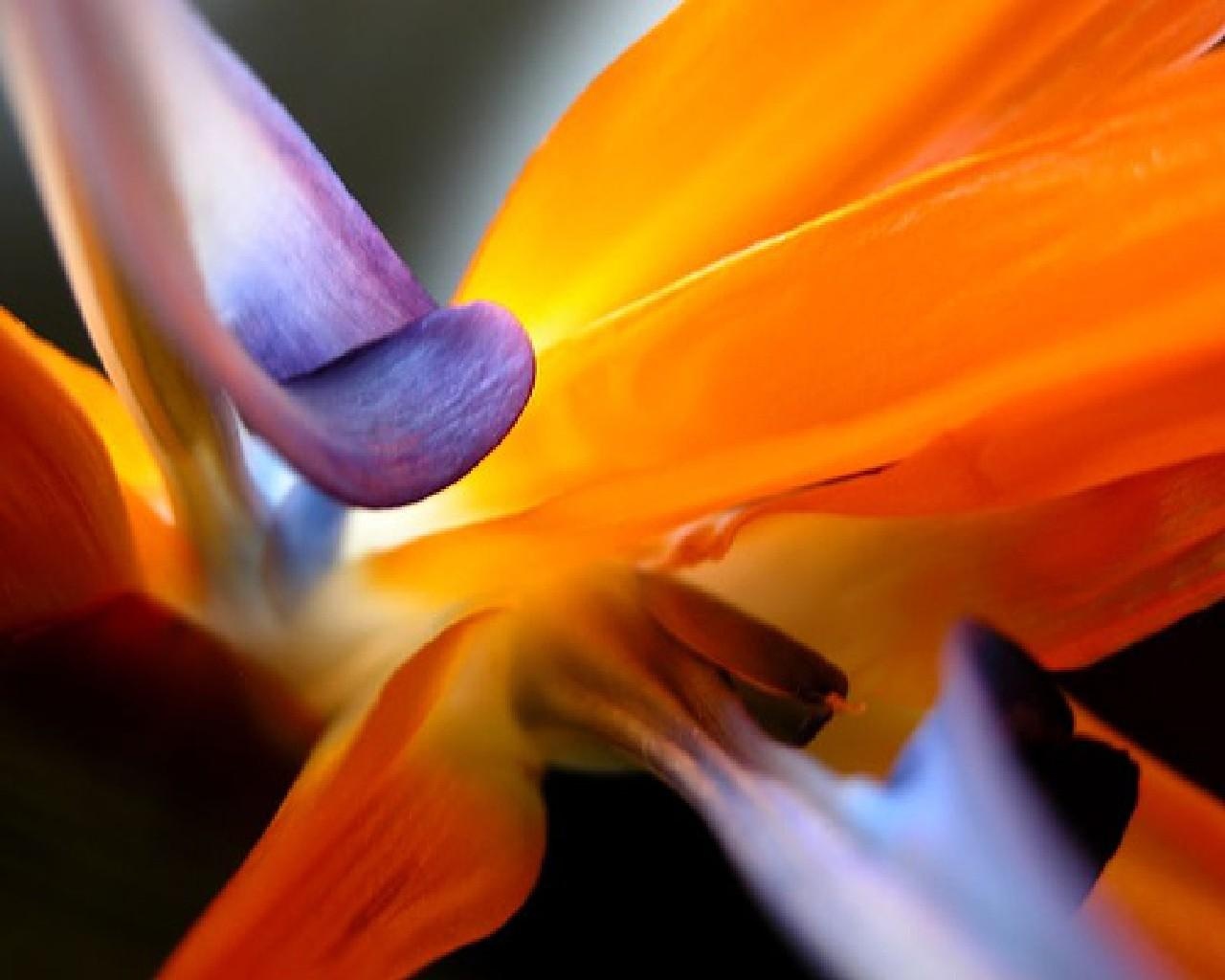 Страстный цветок. Цветок. Страсть. Пурпурный и оранжевый. Оранжевый лепесток. Оранжевый цветок вертикальный.