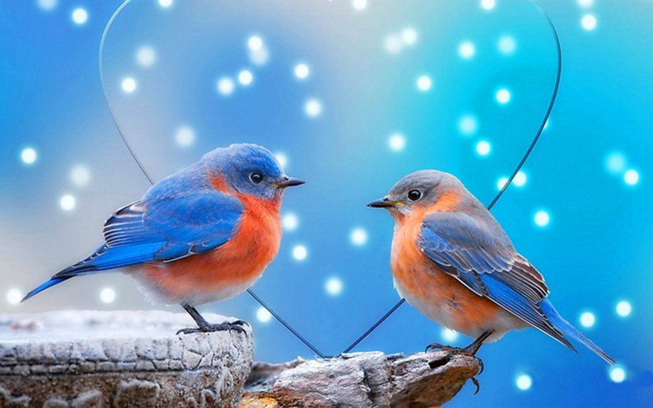 New 2014 Love Wallpaper Photography Click As Your Mod - Good Morning Love Birds - HD Wallpaper 
