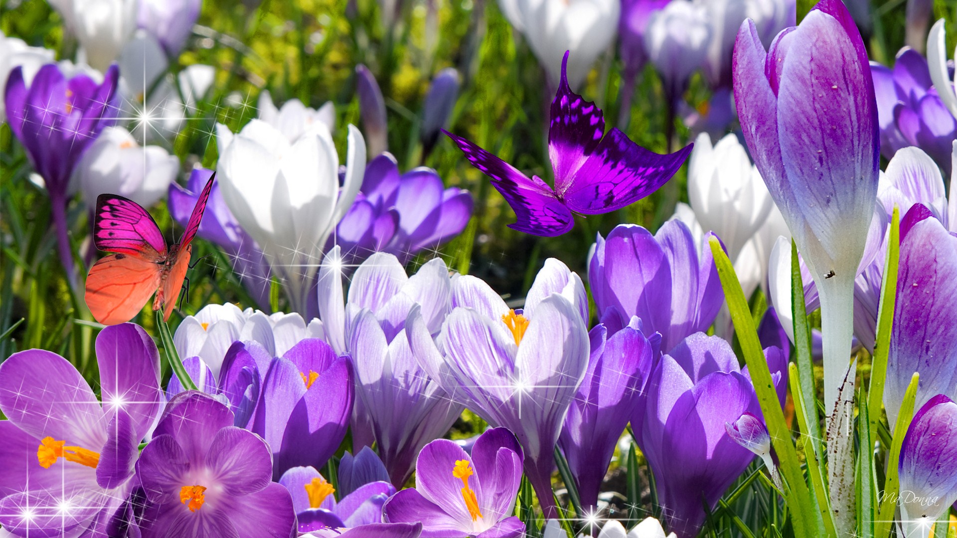 Мартовские цветы красивые. Фрезия первоцвет. Яркие весенние цветы.