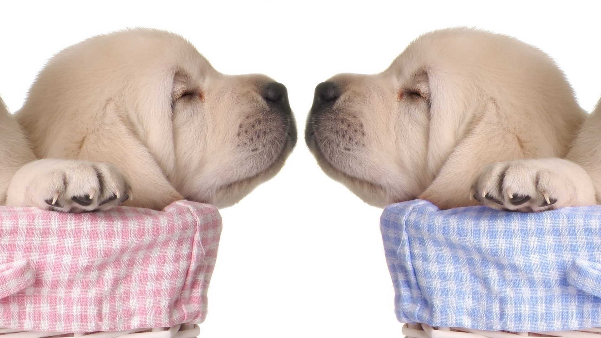 Puppies Sleeping Good Night - HD Wallpaper 