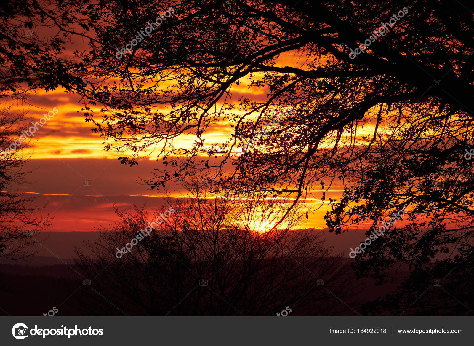 Sfondi Tramonti E Alberi - HD Wallpaper 