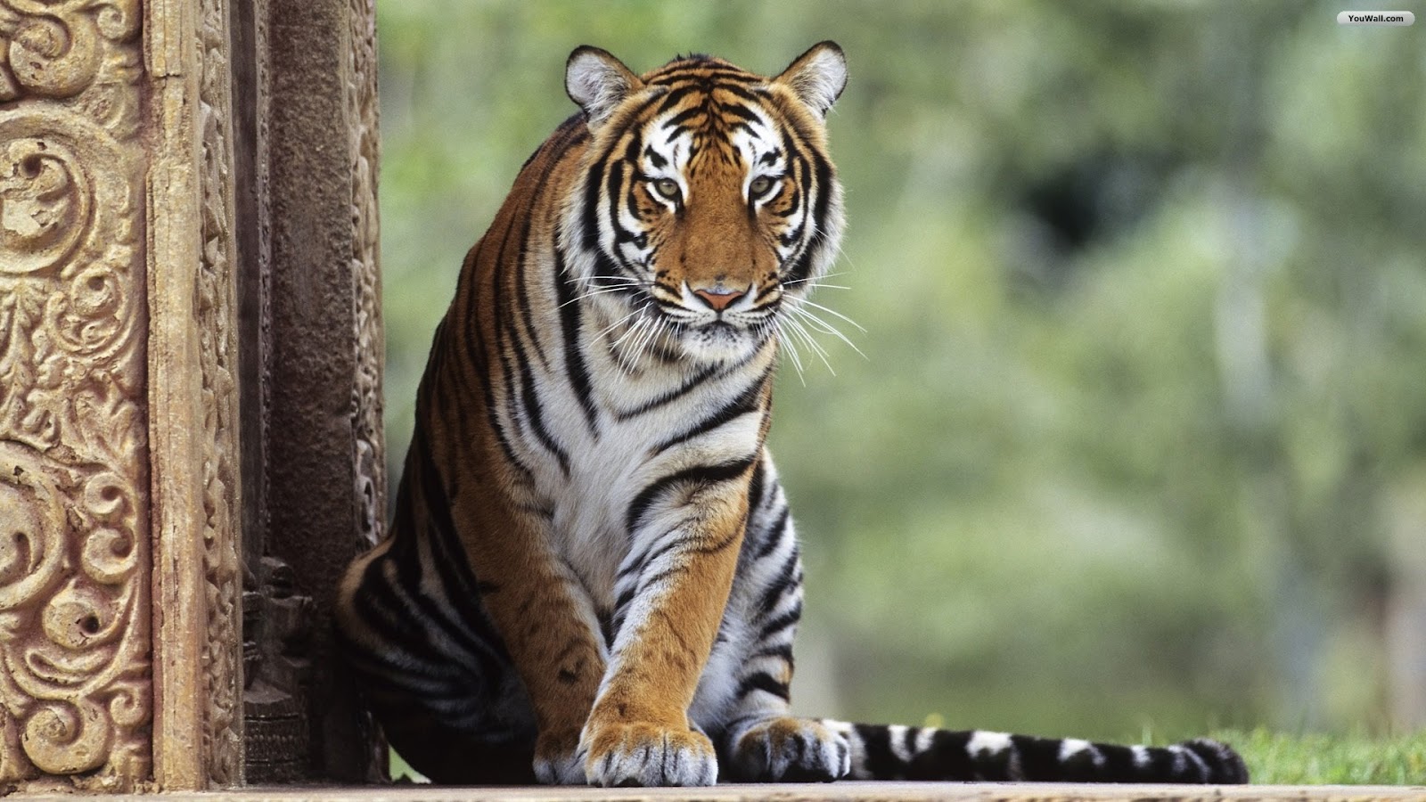 Top Most Beautiful Tiger Wallpapers - HD Wallpaper 