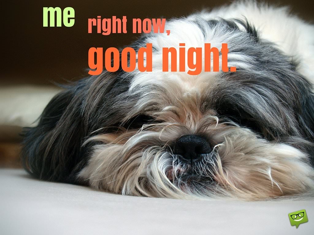 Me, Right Now, Good Night - Good Night Images Dog - HD Wallpaper 