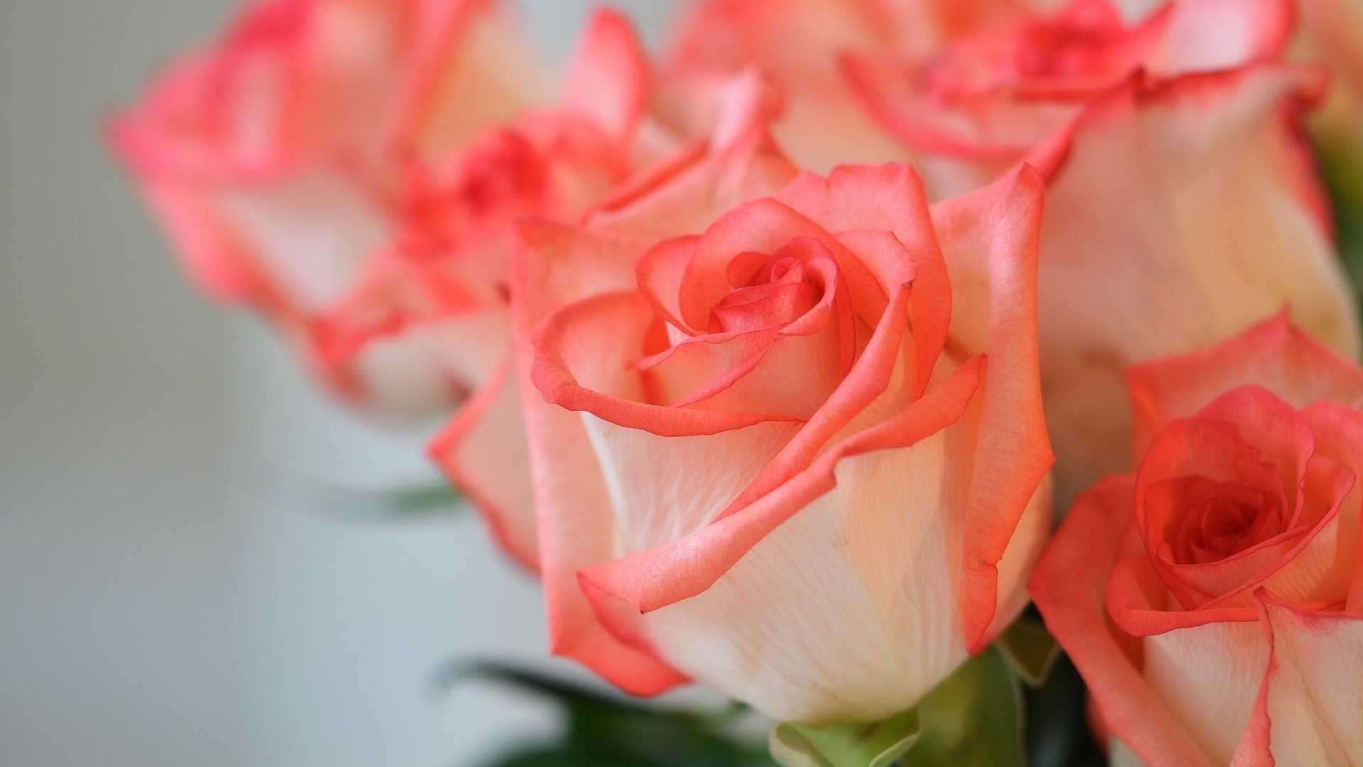 Awesome Most Wallpapers In High Quality, Lolita Nathon - Pink Rose Wallpaper Hd 3d - 1920x1080 Wallpaper Awesome Most Wallpapers In High Quality, Lolita Nathon - Pink Rose Wallpaper Hd 3d - 1920x1080 Wallpaper