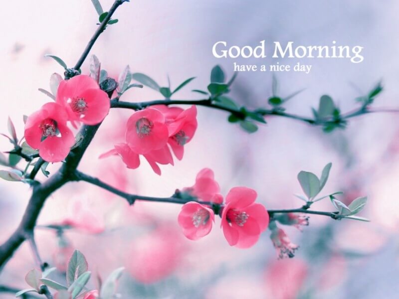 Good Morning Beautiful Images - Good Morning Beautiful Nature - HD Wallpaper 