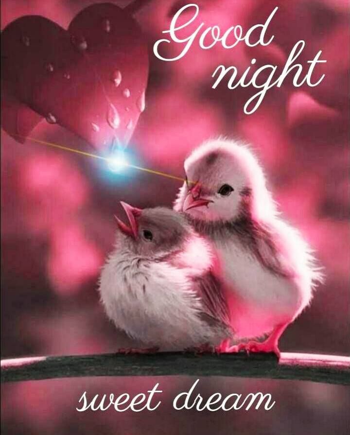 Good Night Images For Whatsapp - Cute Animals Or Birds - 720x895 Wallpaper Good Night Images For Whatsapp - Cute Animals Or Birds - 720x895 Wallpaper