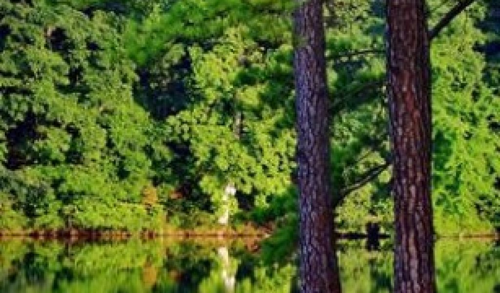 Forest - HD Wallpaper 