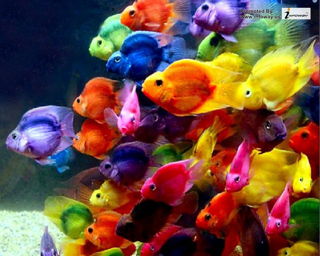 Nice Beautiful Wallpaper - HD Wallpaper 