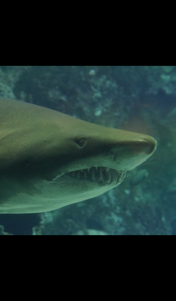 ฉลาม กับ โลมา - HD Wallpaper 