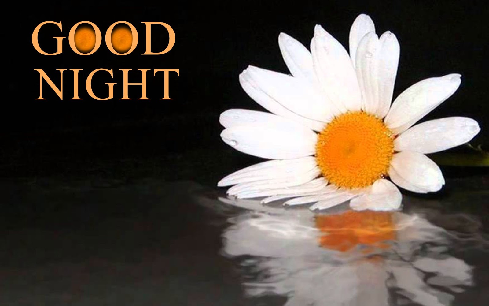 Good Night Flowers Images Free Download, Pictures, - Wallpaper - 1600x1000  Wallpaper 