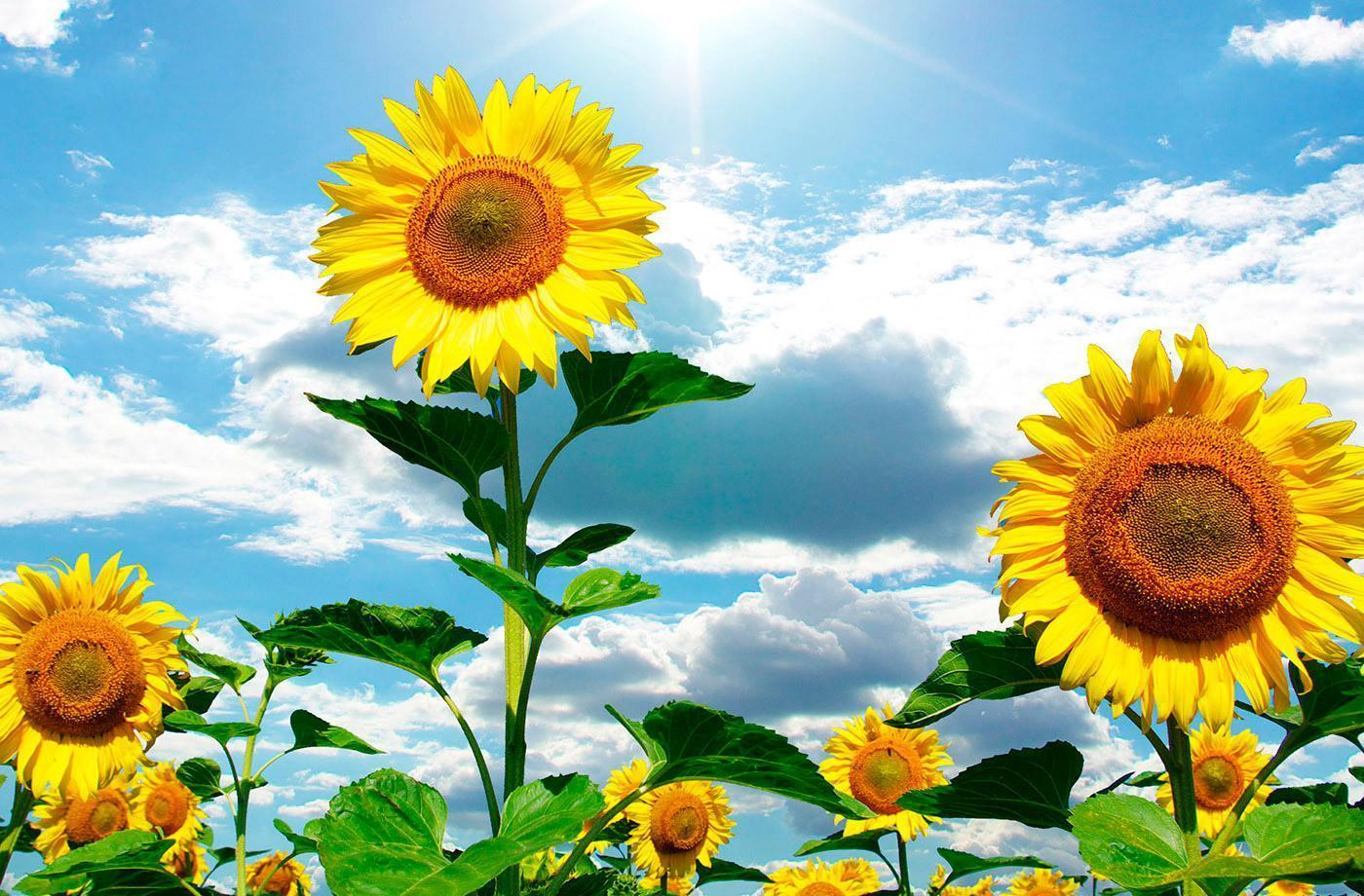 Fondos De Pantalla Girasoles - 1400x920 Wallpaper - teahub.io