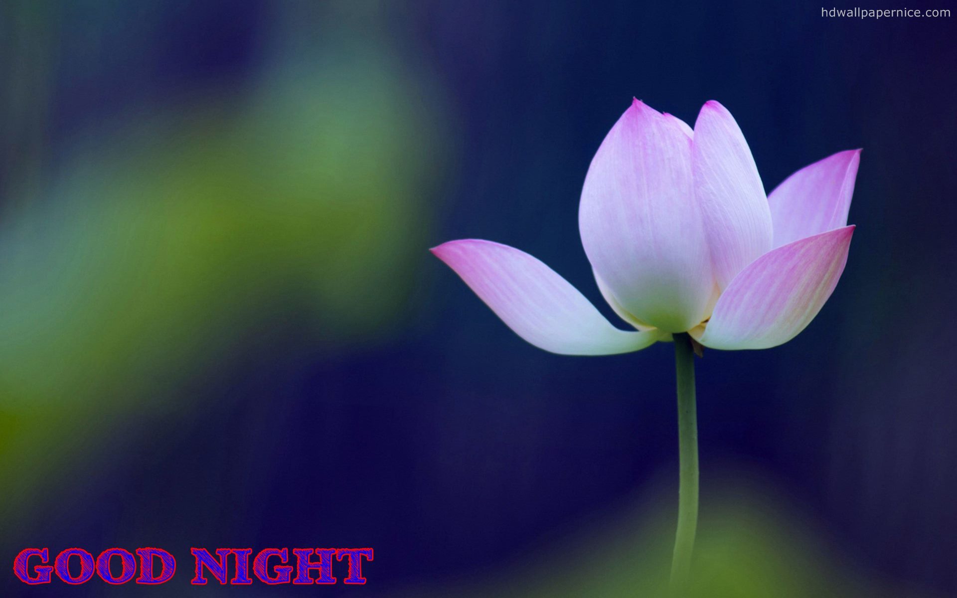 Good Night Flower Wallpapers Free Good Night Wallpaper - New Wallpaper Good Night Hd - HD Wallpaper 