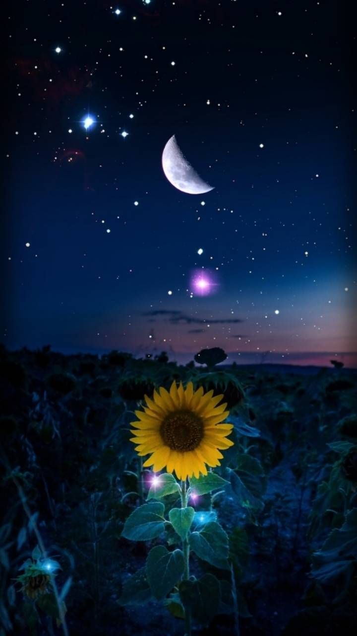 Sunflower Under The Moon - HD Wallpaper 
