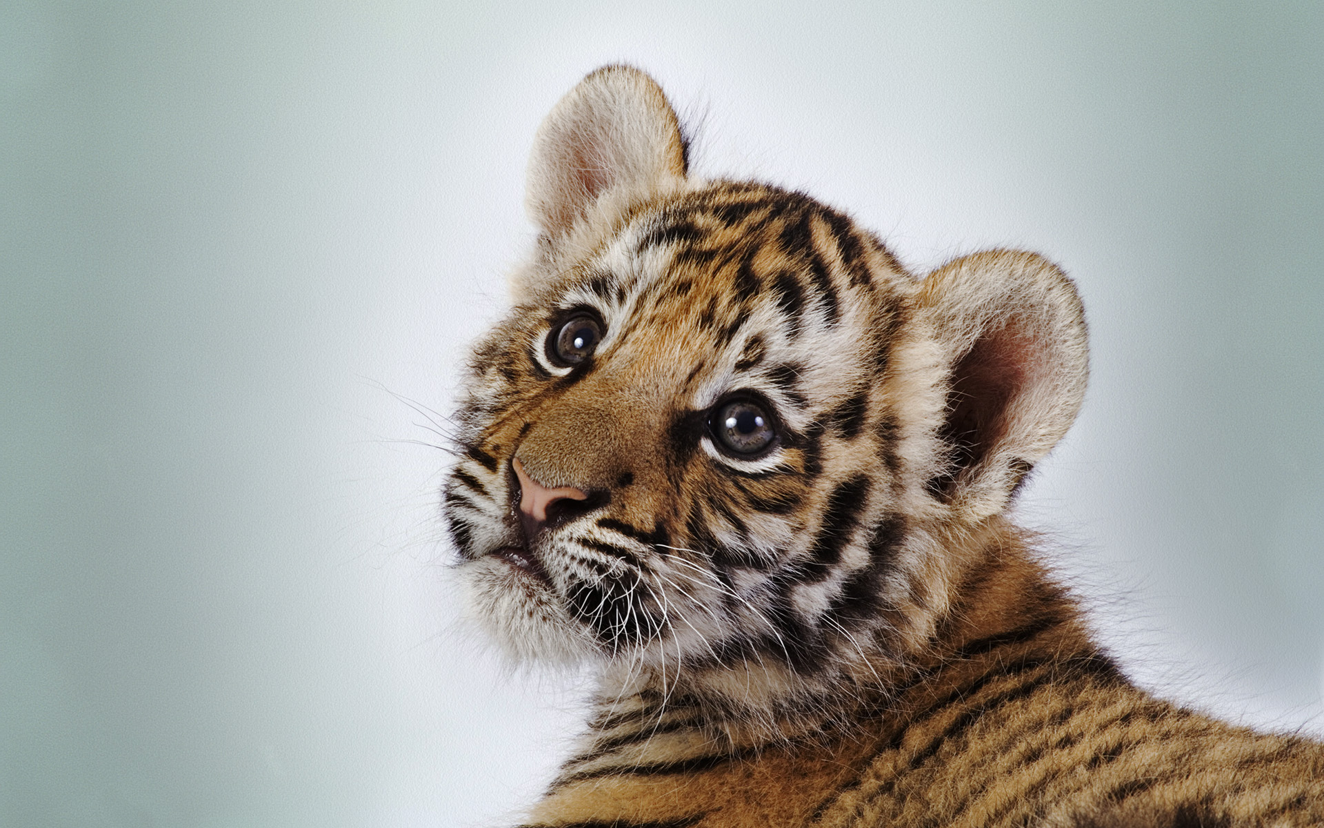 Baby Tiger - HD Wallpaper 