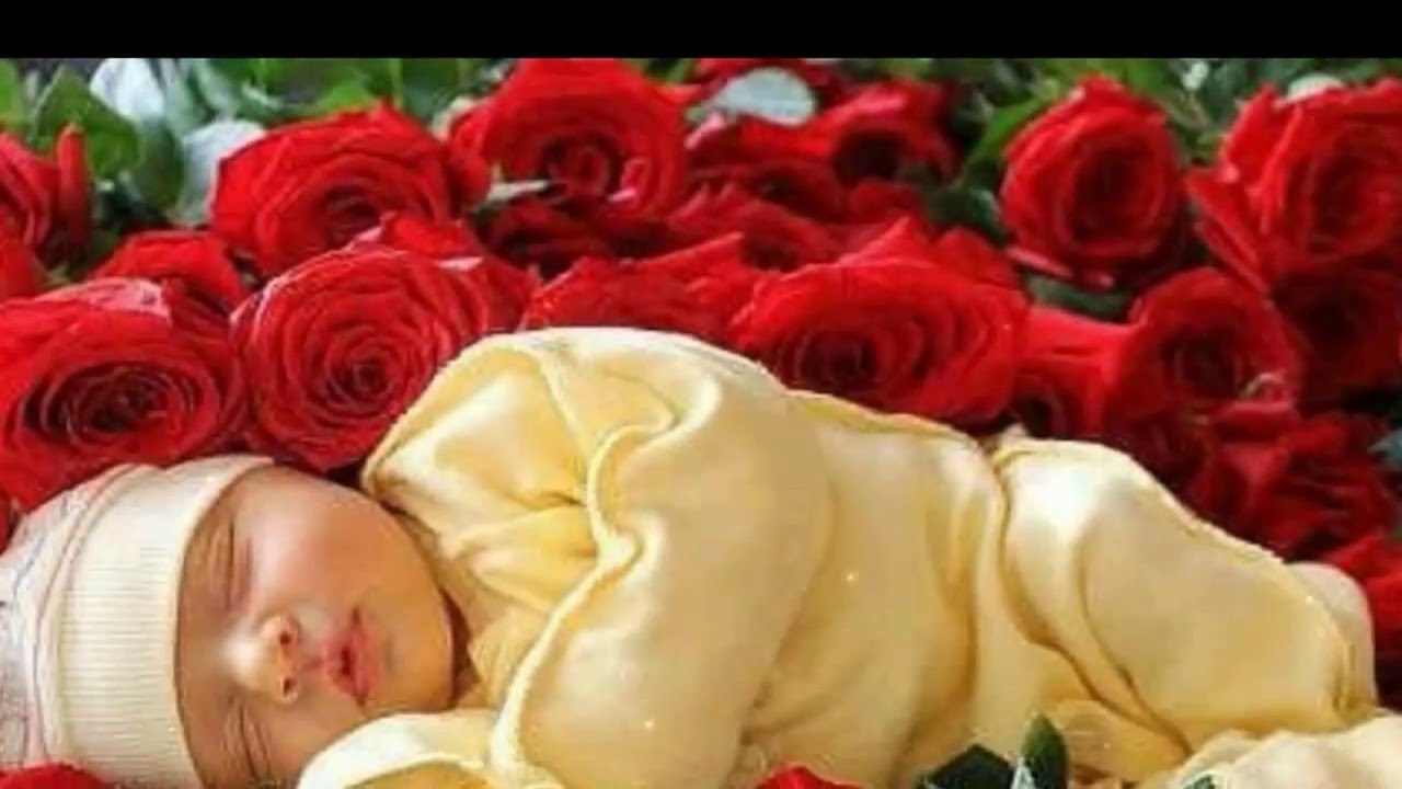 Flower Good Night Video - 1280x720 Wallpaper Flower Good Night Video - 1280x720 Wallpaper