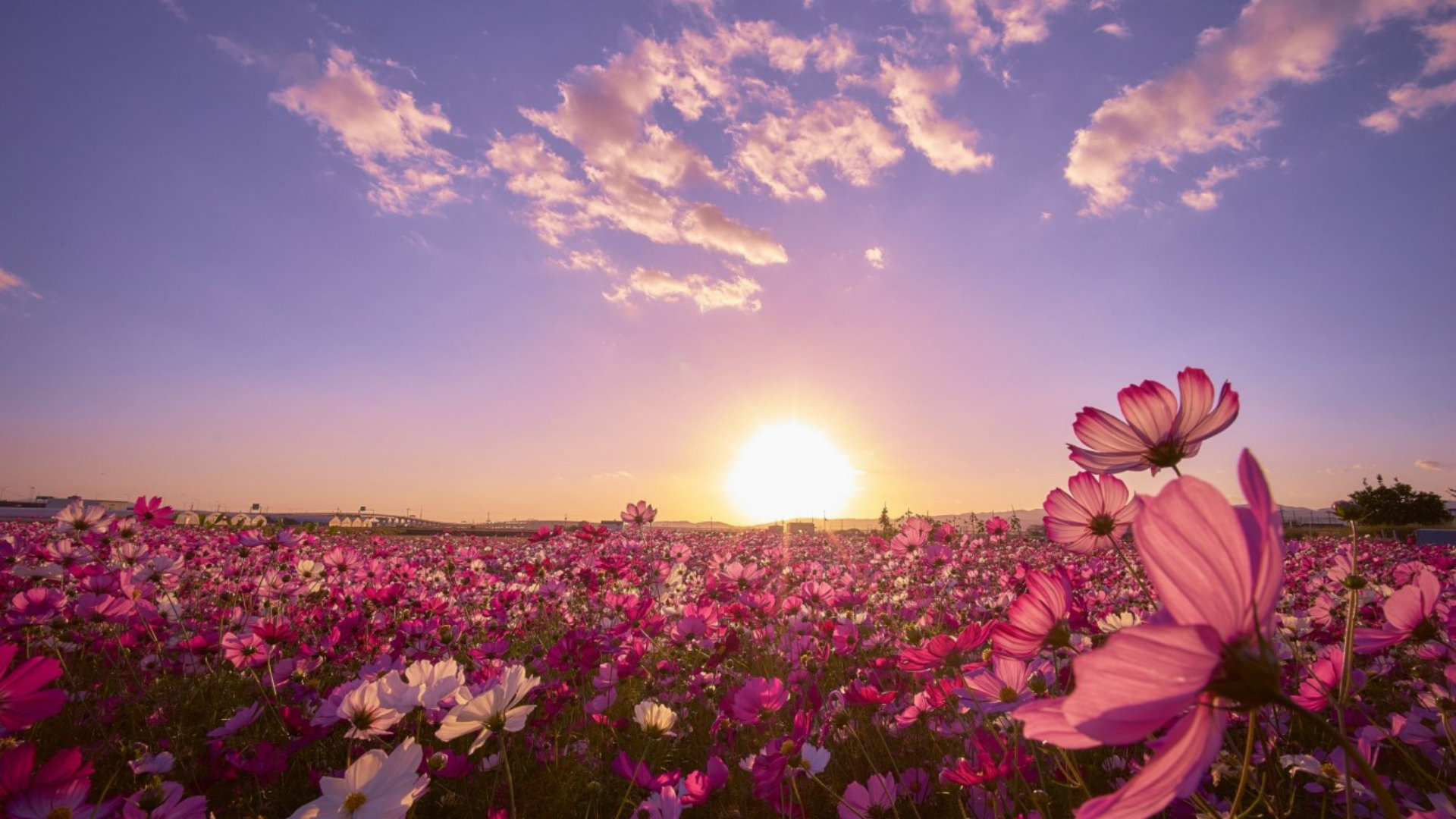 Description The Most Beautiful Backgrounds Of Rainbows - Most Beautiful Field Of Flowers - HD Wallpaper 