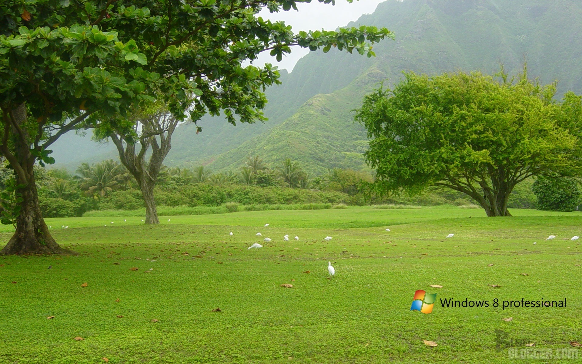 25 Cool Windows 8 Wallpapers Top 10 Best Windows 8 - Hd Images Of Parks - HD Wallpaper 