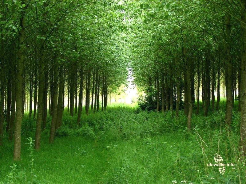 Most Popular Wallpaper Poplar Wallpaper Most Popular - Grove - HD Wallpaper 