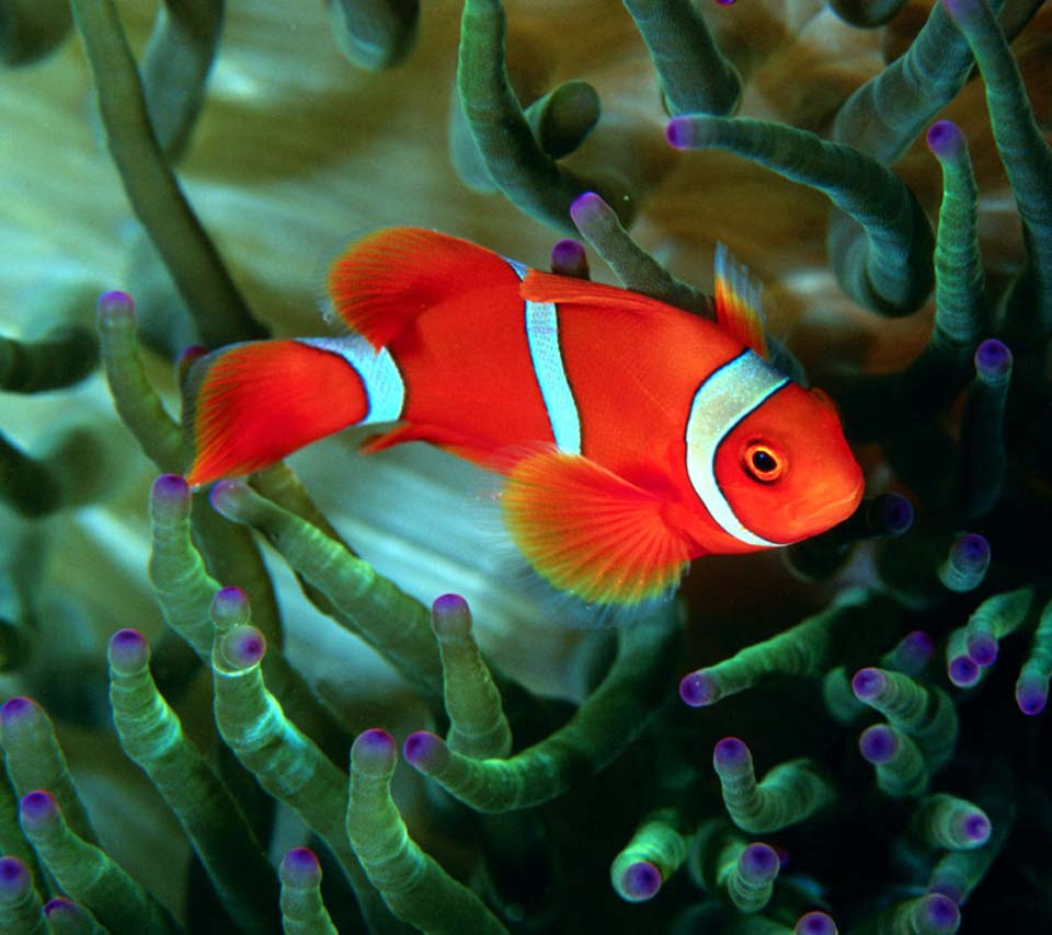 Best Fish Photos - Beautiful Fish Images Download - HD Wallpaper 