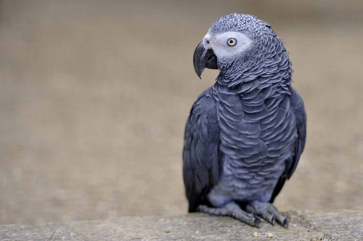 African Grey Parrot Hd - HD Wallpaper 