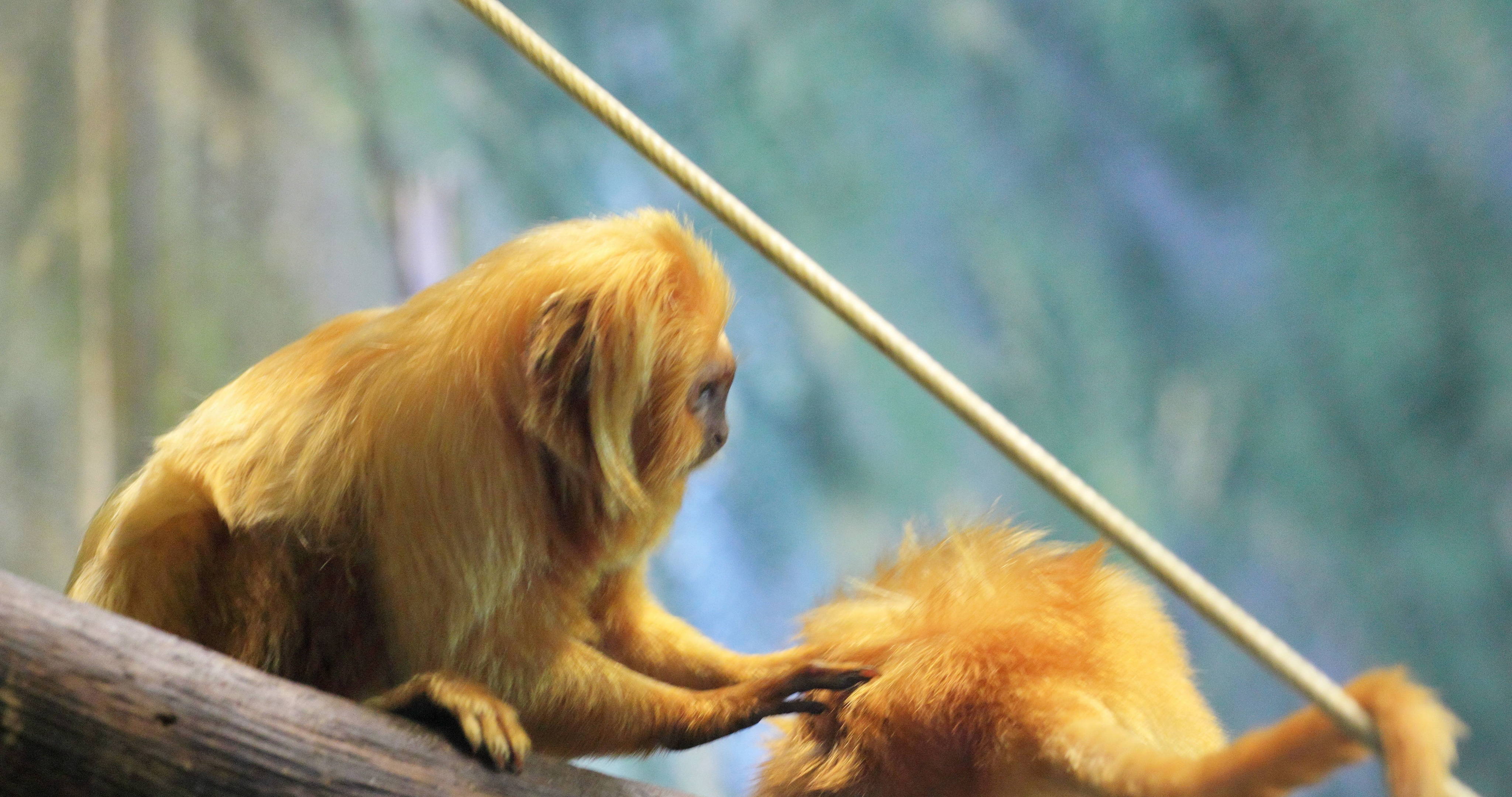 Golden Lion Tamarin - HD Wallpaper 