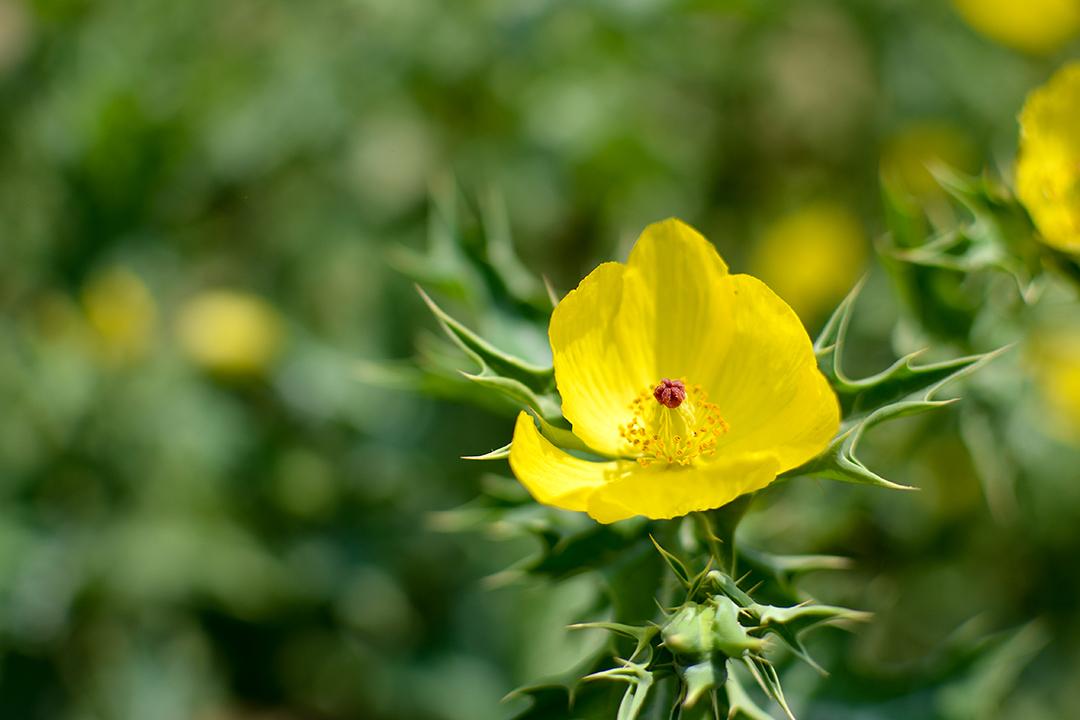 Large-flowered Evening Primrose - HD Wallpaper 