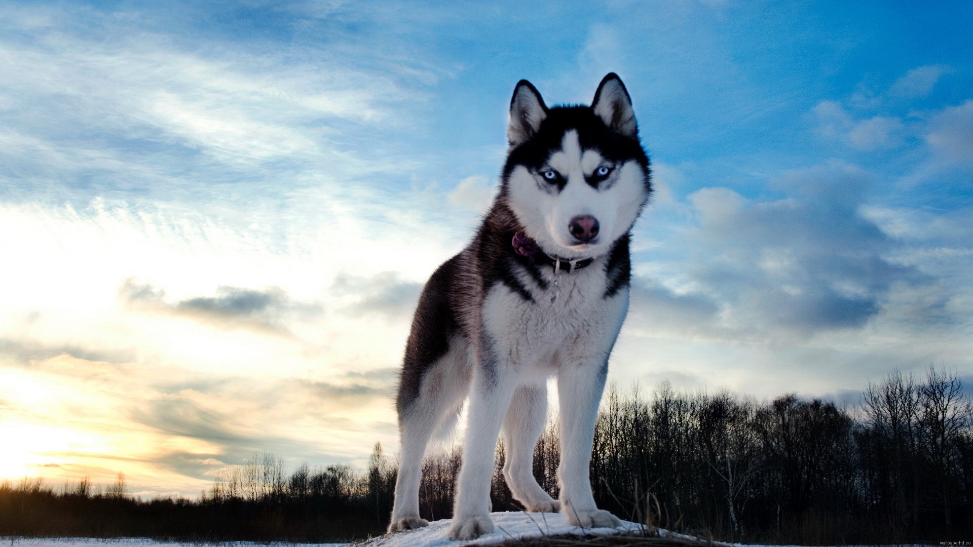 Husky Wolf Blue Eyes - HD Wallpaper 