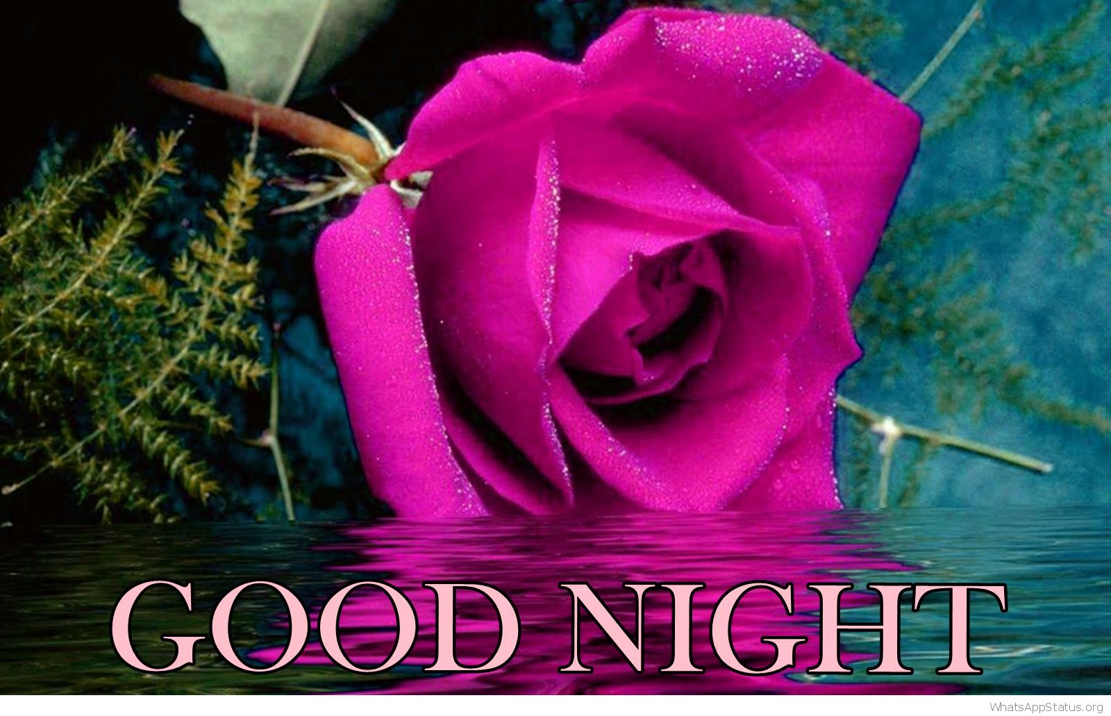 Good Night Rose Flower Reflection Pics Hd Wallpaper1485368118 - Good Night  Rose Flowers - 1600x1031 Wallpaper 